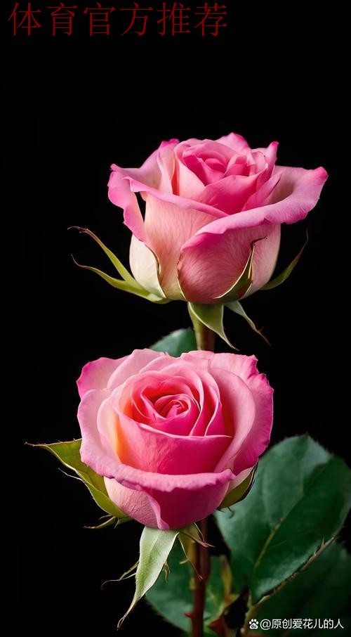 请听,玫瑰在绽放;请待,玫瑰再绽放! 请听,玫瑰在绽放;请待,玫瑰再绽放!